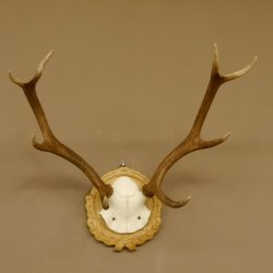 Rothirschgeweih 8 ender kleiner Hirsch Höhe 47 cm Hirschgeweih Geweih geschnitztem Schild 70.1009