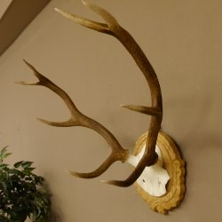 Rothirschgeweih 8 ender kleiner Hirsch Höhe 47 cm Hirschgeweih Geweih geschnitztem Schild 70.1009