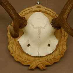 Rothirschgeweih 8 ender kleiner Hirsch Höhe 47 cm Hirschgeweih Geweih geschnitztem Schild 70.1009