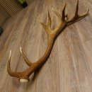 Rothirsch Stange 20 ender Gewicht 2,23 kg Länge 83...