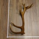Rothirsch Stange 20 ender Gewicht 2,23 kg Länge 83...