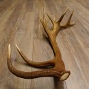 Rothirsch Stange 20 ender Gewicht 2,23 kg Länge 83 cm Hirsch Abwurfstange 71.1.150
