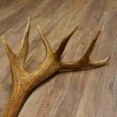 Rothirsch Stange 20 ender Gewicht 2,23 kg Länge 83 cm Hirsch Abwurfstange 71.1.150