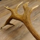 Rothirsch Stange 20 ender Gewicht 2,23 kg Länge 83 cm Hirsch Abwurfstange 71.1.150