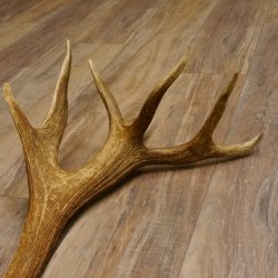 Rothirsch Stange 20 ender Gewicht 2,23 kg Länge 83 cm Hirsch Abwurfstange 71.1.150