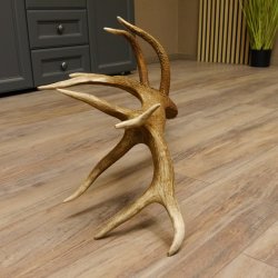 Rothirsch Stange 20 ender Gewicht 2,23 kg Länge 83 cm Hirsch Abwurfstange 71.1.150