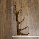 Rothirsch Stange 12 ender Gewicht 1,32 kg Länge 74...