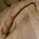 Rothirsch Stange 12 ender Gewicht 1,32 kg Länge 74 cm Hirsch Abwurfstange 71.1.151