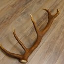 Rothirsch Stange 12 ender Gewicht 1,32 kg Länge 74 cm Hirsch Abwurfstange 71.1.151