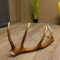 Rothirsch Stange 12 ender Gewicht 1,32 kg Länge 74 cm Hirsch Abwurfstange 71.1.151