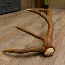 Rothirsch Stange 12 ender Gewicht 1,32 kg Länge 74 cm Hirsch Abwurfstange 71.1.151