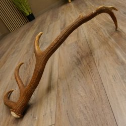 Rothirsch Stange 12 ender Gewicht 1,32 kg Länge 74 cm Hirsch Abwurfstange 71.1.151