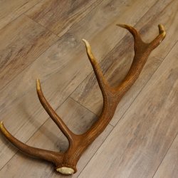 Rothirsch Stange 12 ender Gewicht 1,32 kg Länge 74 cm Hirsch Abwurfstange 71.1.151