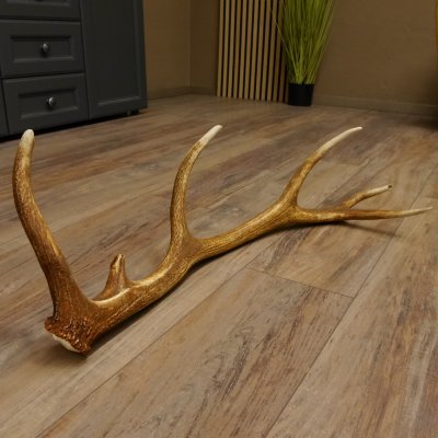 Rothirsch Stange 12 ender Gewicht 1,37 kg Länge 80 cm Hirsch Abwurfstange 71.1.152