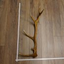 Rothirsch Stange 12 ender Gewicht 1,37 kg Länge 80...