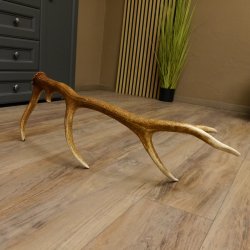 Rothirsch Stange 12 ender Gewicht 1,37 kg Länge 80 cm Hirsch Abwurfstange 71.1.152