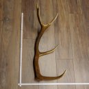 Rothirsch Stange 12 ender Gewicht 1,59 kg Länge 73...