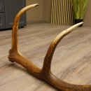 Rothirsch Stange 12 ender Gewicht 1,59 kg Länge 73 cm Hirsch Abwurfstange 71.1.153