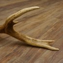 Rothirsch Stange 12 ender Gewicht 1,59 kg Länge 73 cm Hirsch Abwurfstange 71.1.153