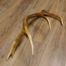 Rothirsch Stange 12 ender Gewicht 1,59 kg Länge 73 cm Hirsch Abwurfstange 71.1.153