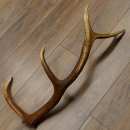 Rothirsch Stange 12 ender Gewicht 1,59 kg Länge 73 cm Hirsch Abwurfstange 71.1.153