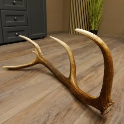 Rothirsch Stange 12 ender Gewicht 1,59 kg Länge 73 cm Hirsch Abwurfstange 71.1.153