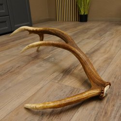 Rothirsch Stange 12 ender Gewicht 1,59 kg Länge 73 cm Hirsch Abwurfstange 71.1.153