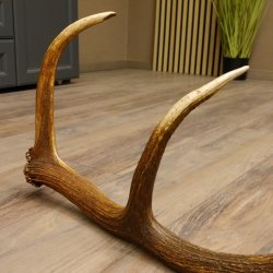 Rothirsch Stange 12 ender Gewicht 1,59 kg Länge 73 cm Hirsch Abwurfstange 71.1.153