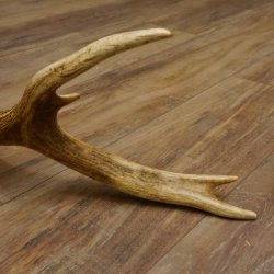 Rothirsch Stange 12 ender Gewicht 1,59 kg Länge 73 cm Hirsch Abwurfstange 71.1.153