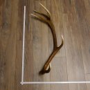 Rothirsch Stange 12 ender Gewicht 1,61 kg Länge 86...