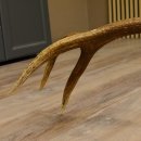 Rothirsch Stange 12 ender Gewicht 1,61 kg Länge 86 cm Hirsch Abwurfstange 71.1.155