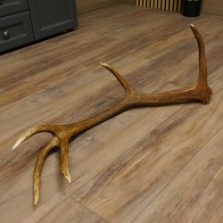 Rothirsch Stange 12 ender Gewicht 1,61 kg Länge 86 cm Hirsch Abwurfstange 71.1.155