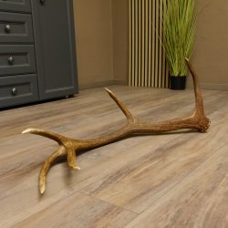 Rothirsch Stange 12 ender Gewicht 1,61 kg Länge 86 cm Hirsch Abwurfstange 71.1.155