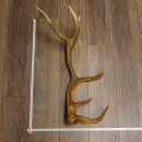 Rothirsch Stange 14 ender Gewicht 2,16 kg Länge 76...