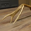 Rothirsch Stange 14 ender Gewicht 2,16 kg Länge 76 cm Hirsch Abwurfstange 71.1.156