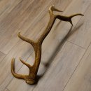Rothirsch Stange 14 ender Gewicht 2,16 kg Länge 76 cm Hirsch Abwurfstange 71.1.156
