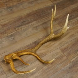 Rothirsch Stange 14 ender Gewicht 2,16 kg Länge 76 cm Hirsch Abwurfstange 71.1.156