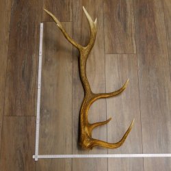 Rothirsch Stange 14 ender Gewicht 2,16 kg Länge 76 cm Hirsch Abwurfstange 71.1.156