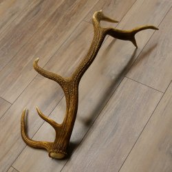 Rothirsch Stange 14 ender Gewicht 2,16 kg Länge 76 cm Hirsch Abwurfstange 71.1.156