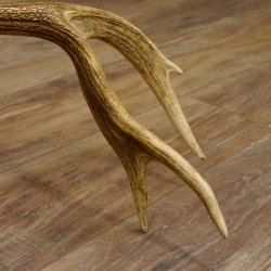 Rothirsch Stange 14 ender Gewicht 2,16 kg Länge 76 cm Hirsch Abwurfstange 71.1.156