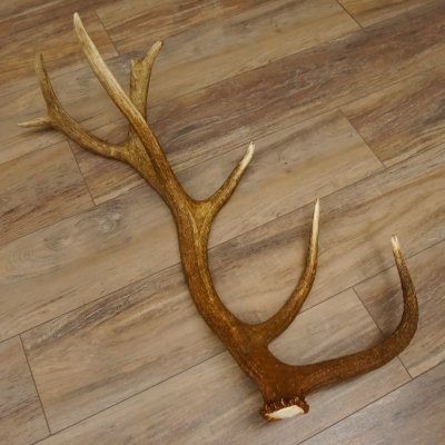 Rothirsch Stange 14 ender Gewicht 2,15 kg Länge 81 cm Hirsch Abwurfstange 71.1.158