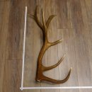 Rothirsch Stange 14 ender Gewicht 2,15 kg Länge 81...