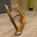 Rothirsch Stange 14 ender Gewicht 2,15 kg Länge 81 cm Hirsch Abwurfstange 71.1.158