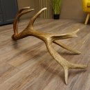 Rothirsch Stange 14 ender Gewicht 2,15 kg Länge 81 cm Hirsch Abwurfstange 71.1.158