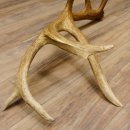 Rothirsch Stange 14 ender Gewicht 2,15 kg Länge 81 cm Hirsch Abwurfstange 71.1.158