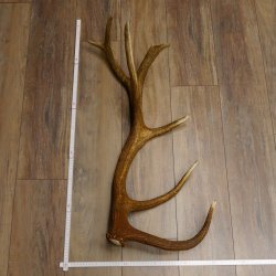 Rothirsch Stange 14 ender Gewicht 2,15 kg Länge 81 cm Hirsch Abwurfstange 71.1.158