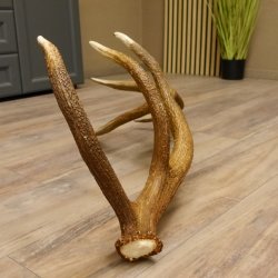 Rothirsch Stange 14 ender Gewicht 2,15 kg Länge 81 cm Hirsch Abwurfstange 71.1.158