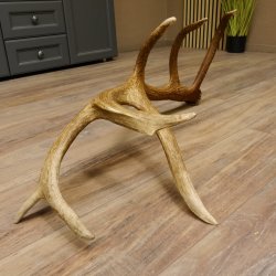 Rothirsch Stange 14 ender Gewicht 2,15 kg Länge 81 cm Hirsch Abwurfstange 71.1.158