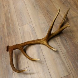 Rothirsch Stange 14 ender Gewicht 2,15 kg Länge 81 cm Hirsch Abwurfstange 71.1.158