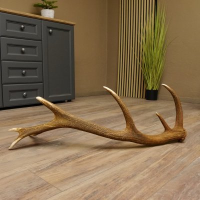 Rothirsch Stange 14 ender Gewicht 2,01 kg Länge 84 cm Hirsch Abwurfstange 71.1.159